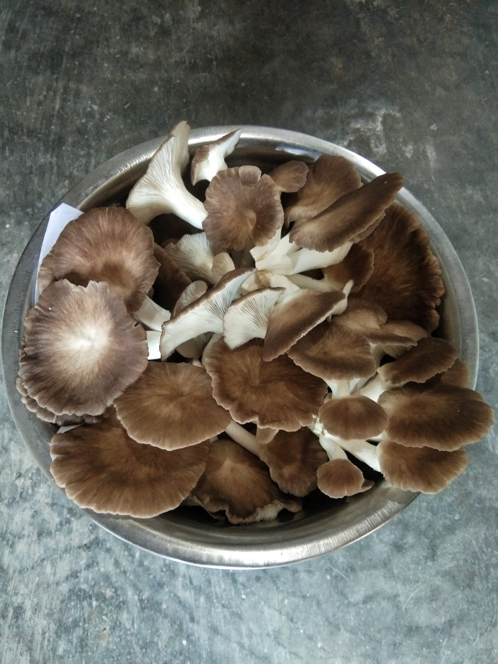 Freshly harvested brown oyster mushrooms
