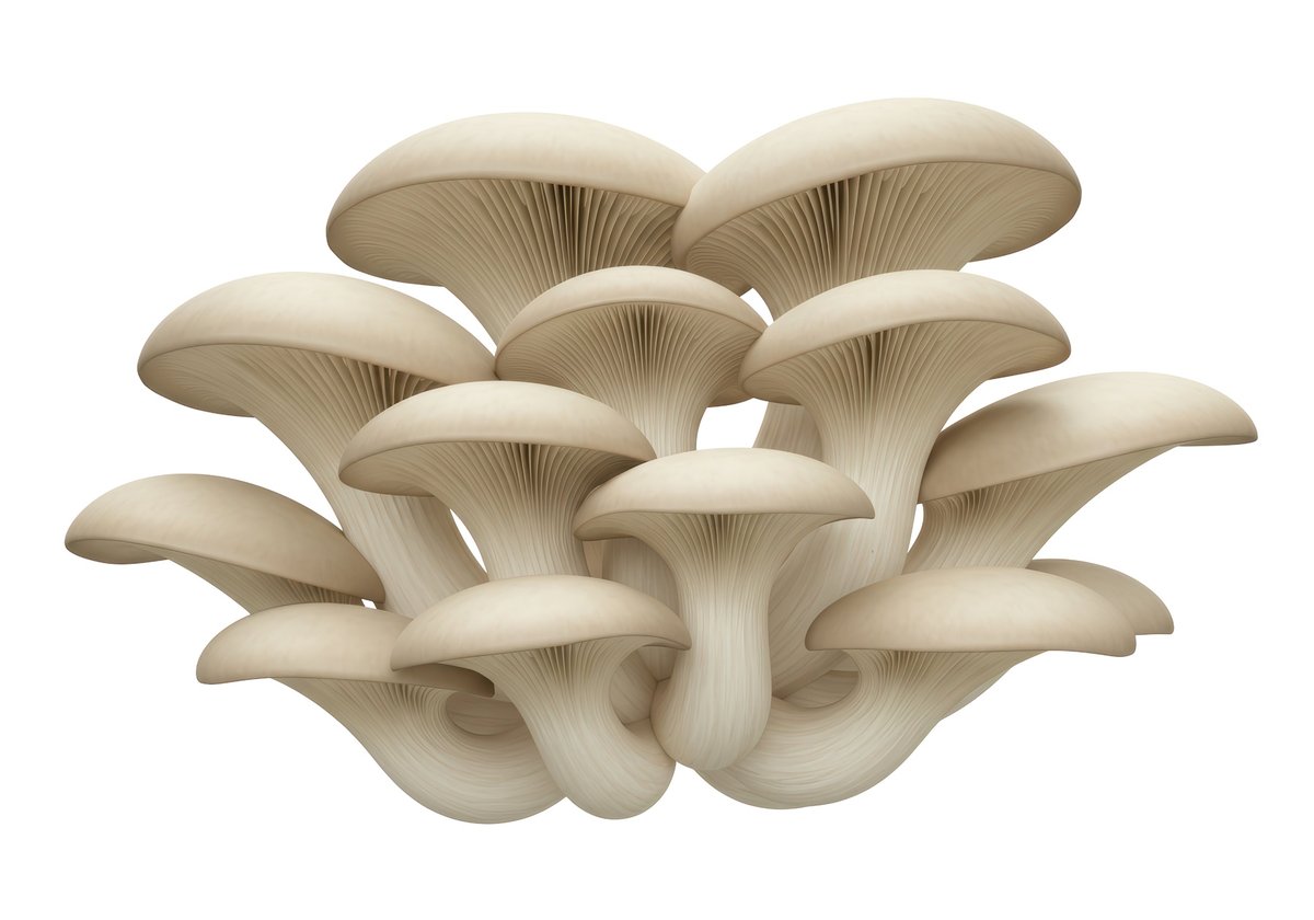 Isolated Cluster of Fresh Oyster Mushrooms