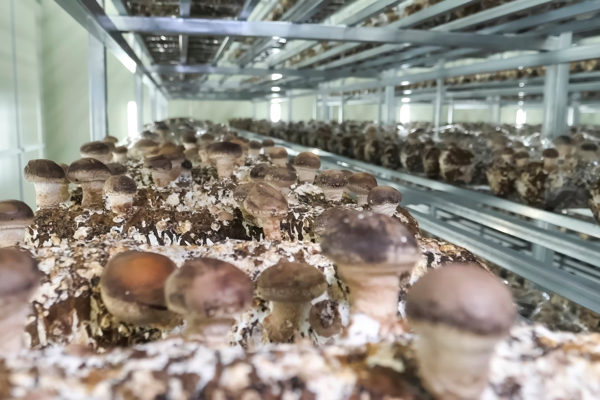 Mushroom caps sprouting on mushroom substrate, stored on racks at a mushroom farm