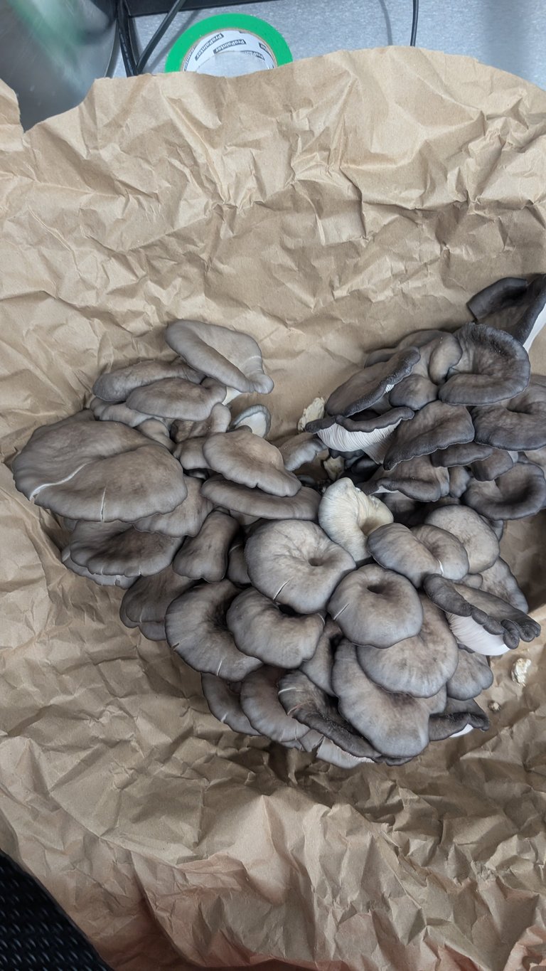 Oyster mushrooms on crumpled brown paper with a green and white scale visible in background