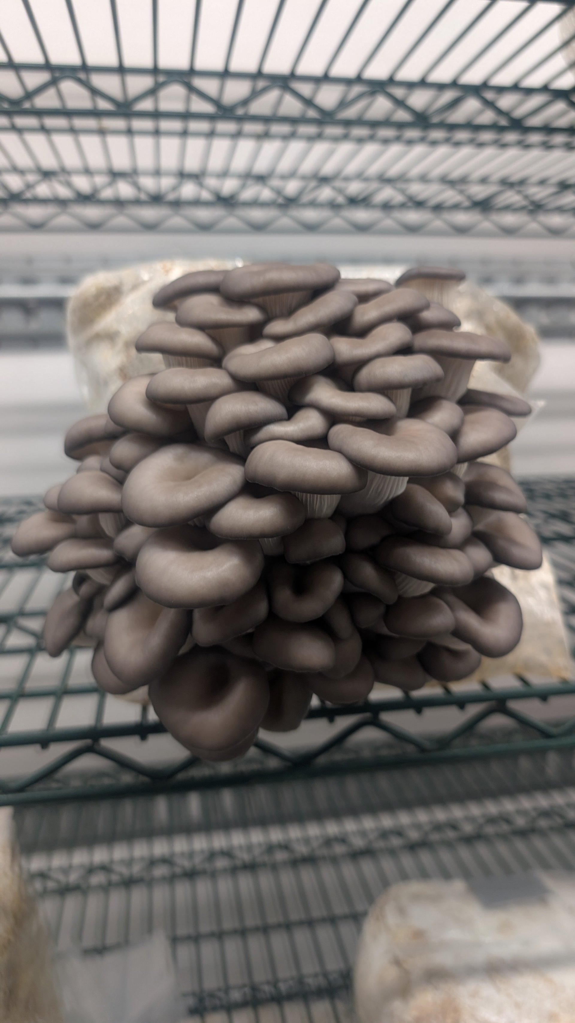 Cluster of oyster mushrooms growing on a substrate in an indoor cultivation environment at Fraser Valley Fungi
