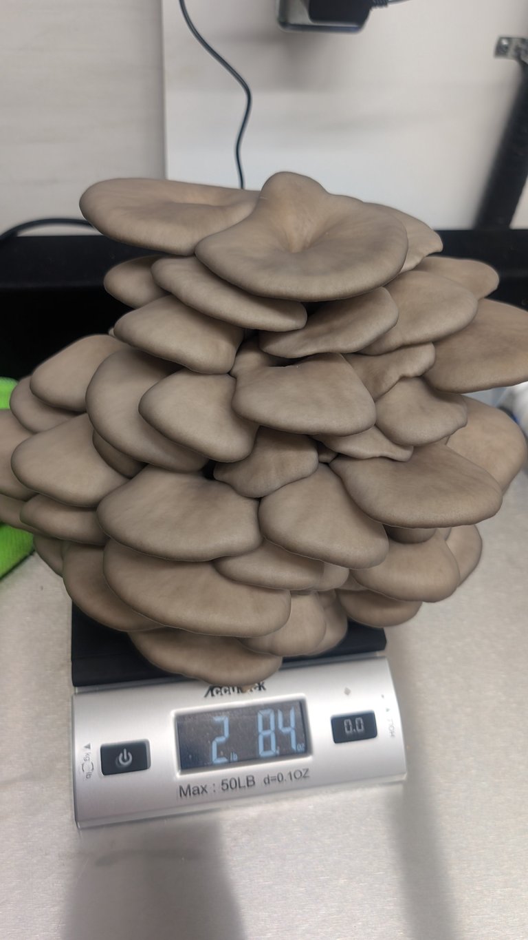 Mushrooms stacked on a digital scale displaying 2.84 weight units