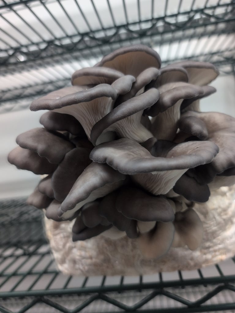 Cluster of gray oyster mushrooms growing in a plastic basket with visible gills and stems