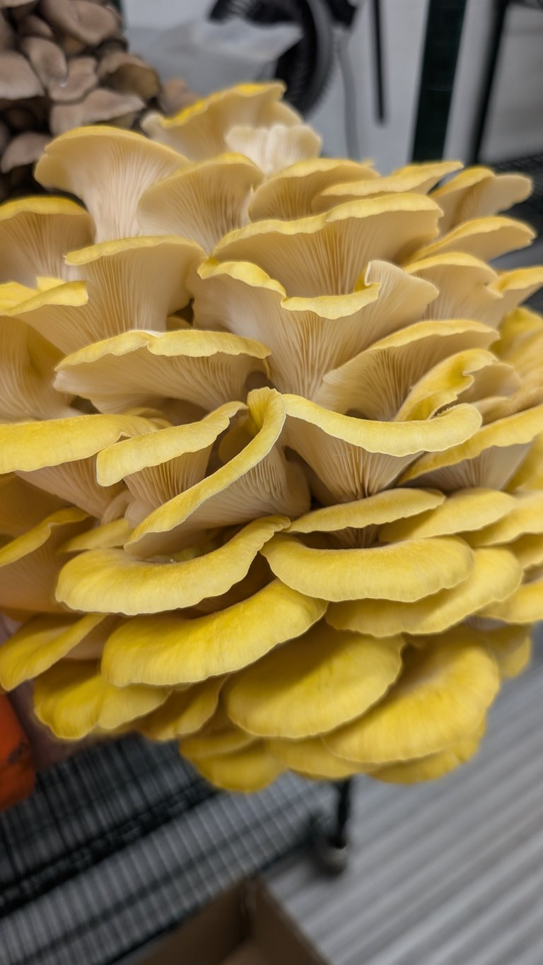 Cluster of bright yellow oyster mushrooms with delicate, fan-shaped caps and visible gills