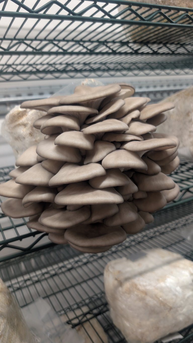 Cluster of pale oyster mushrooms growing on a substrate in a plastic cultivation tray