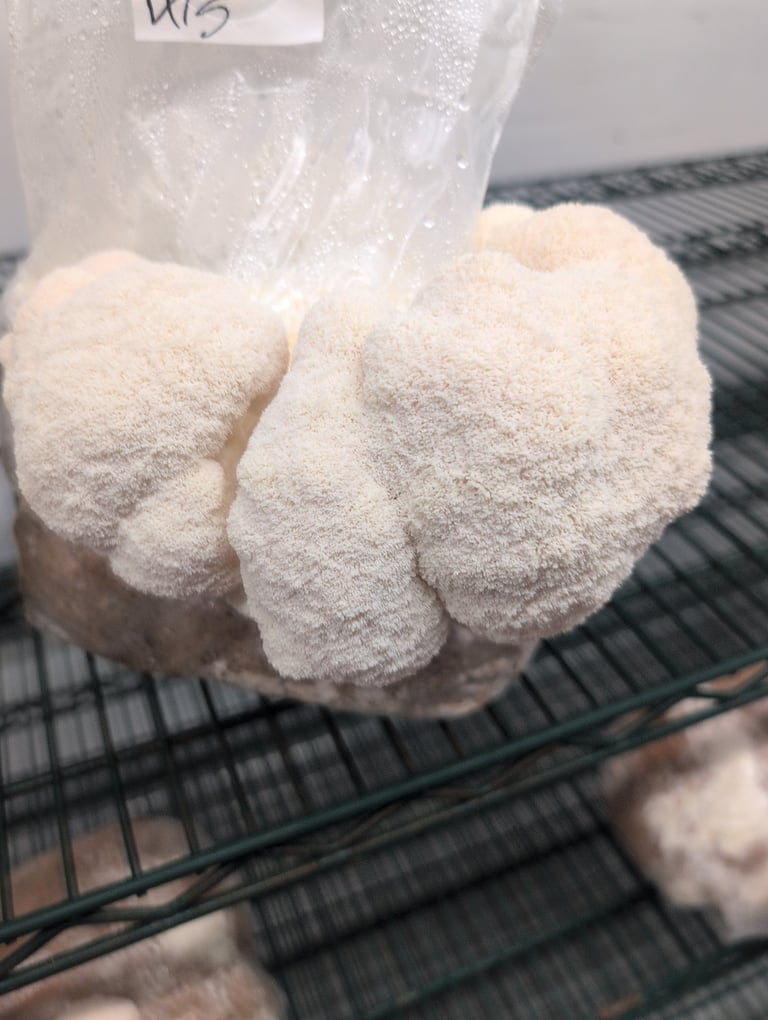 White powdery mushroom fruiting bodies growing on dark substrate