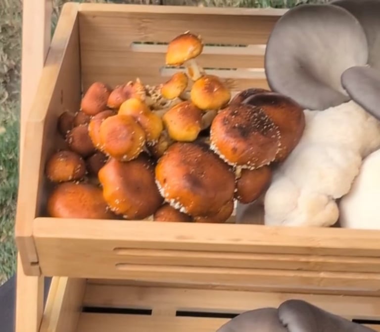 Wooden crate filled with freshly harvested golden brown mushrooms and white garlic bulbs