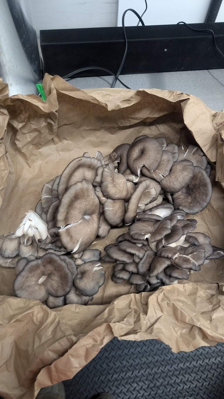 Multiple oyster mushrooms with gray caps nestled in kraft paper packaging on a black keyboard tray